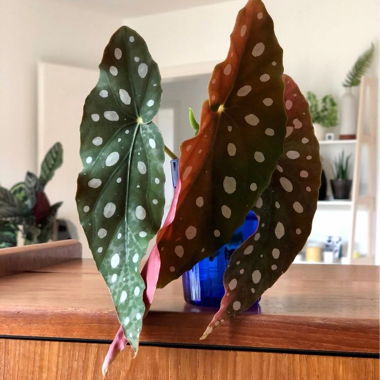 Begonia maculata cuttings 