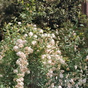 holundersirup