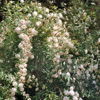 holundersirup