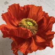 Mohnblume