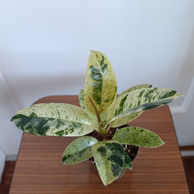 Ficus Shivereana Moonshine 