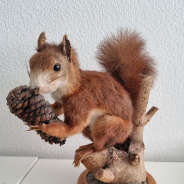 Ausgestopftes Einhörnchen