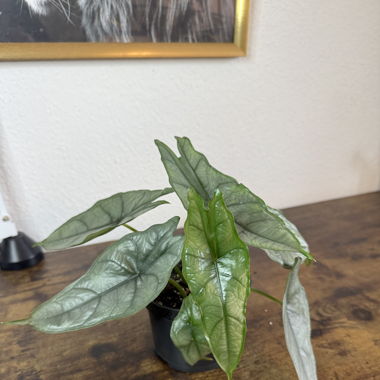 Alocasia Heterophylla