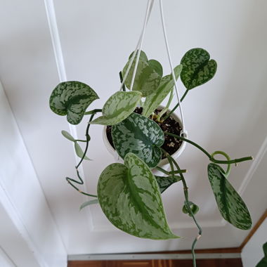 Scindapsus