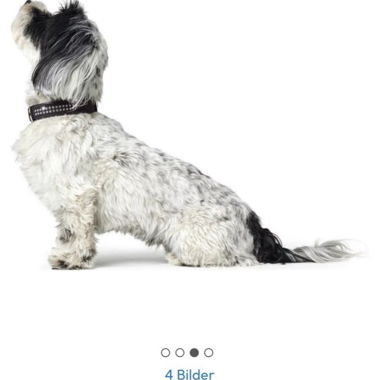 Collare Hunter Swarovski XS per Chihuahua piccolo cane