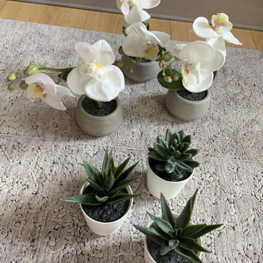 Fausses plantes/ synthétiques / fake plants