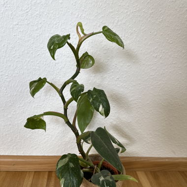 Philodendron white Princess
