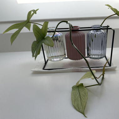 Philodendron Florida Ghost Ableger bewurzelt