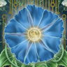 Moonflowers