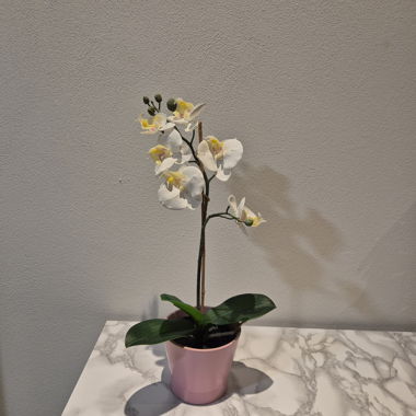 Orchidée dans un pot rose
