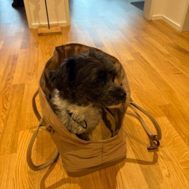 Dog transport bag