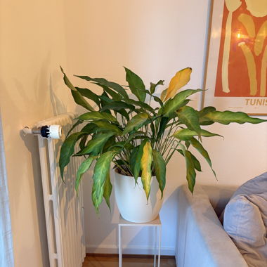 Plante avec pot et tabouret 
