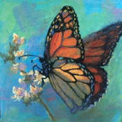 Mara.Mariposa