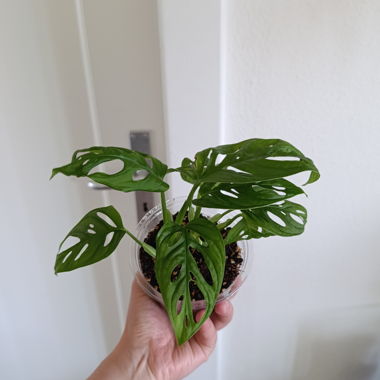 Monstera Adansonii