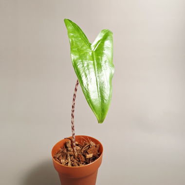 Alocasia Zebrina Baby #1