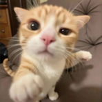 okokokok