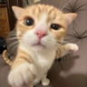 okokokok