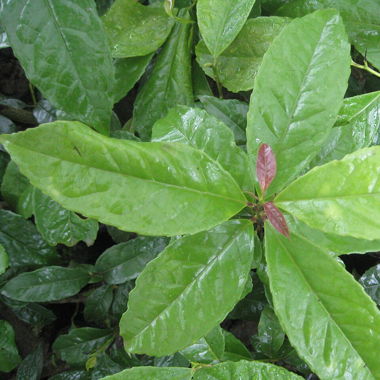 BIO GUAYUSA-TEE "ENERGIEDRINK AUS DEM DSCHUNGEL"
