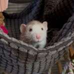 RatcoreOtis