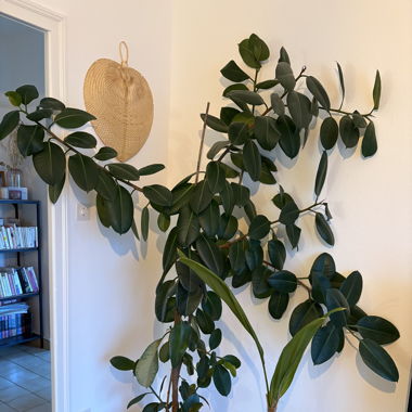 Plante caoutchouc 