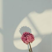 Bloomencestore