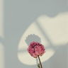 Bloomencestore