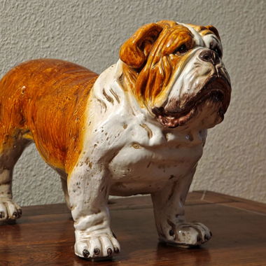 Bulldogge franz.