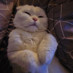 Lie_yb7hcat