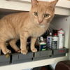 SamsTheOrangeCat