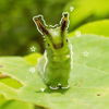 Nocturnal_caterpillar
