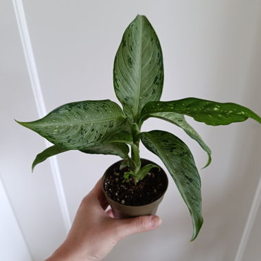 Dieffenbachia Snow