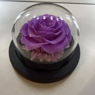 Rosa vera nella sfera di vetro