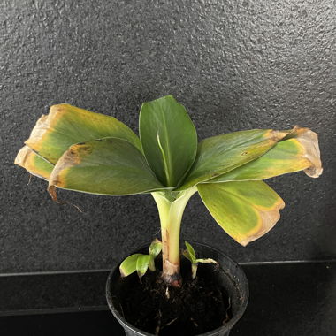Bananenpalme Ableger