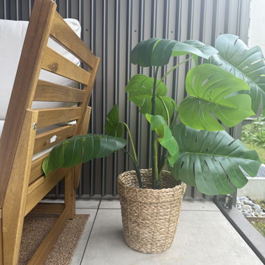 Pianta artificiale Monstera