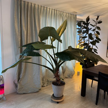 Riesige Alocasia Zebrina