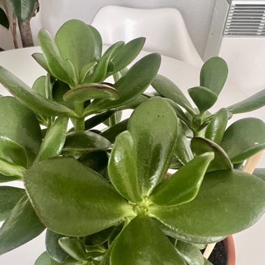 Jadebaum  Crassula Ovata Geldbäumchen, 20 cm