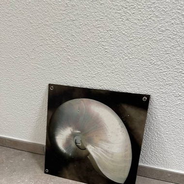 Decorative Nautilus Shell Wall Art