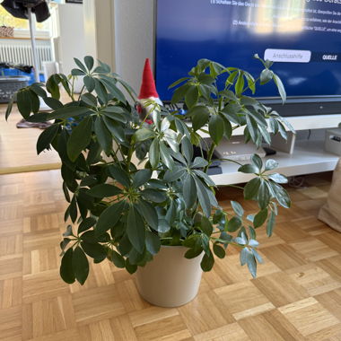 Plante