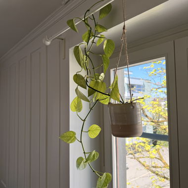 Pothos plante grimpante suspendue