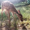 bambi.augen
