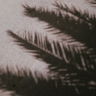 attinsia