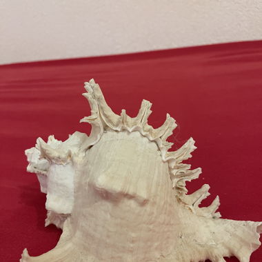 Large Spiked Seashell, Maritime Decor