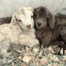 2lowee