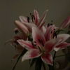 MyDressing_
