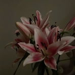 MyDressing_