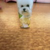canolli.
