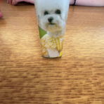 canolli.