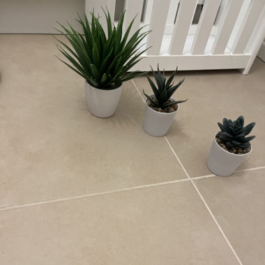 Trois fausses plantes 