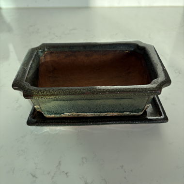 Cutest Bonsai pot