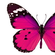 feyerfly